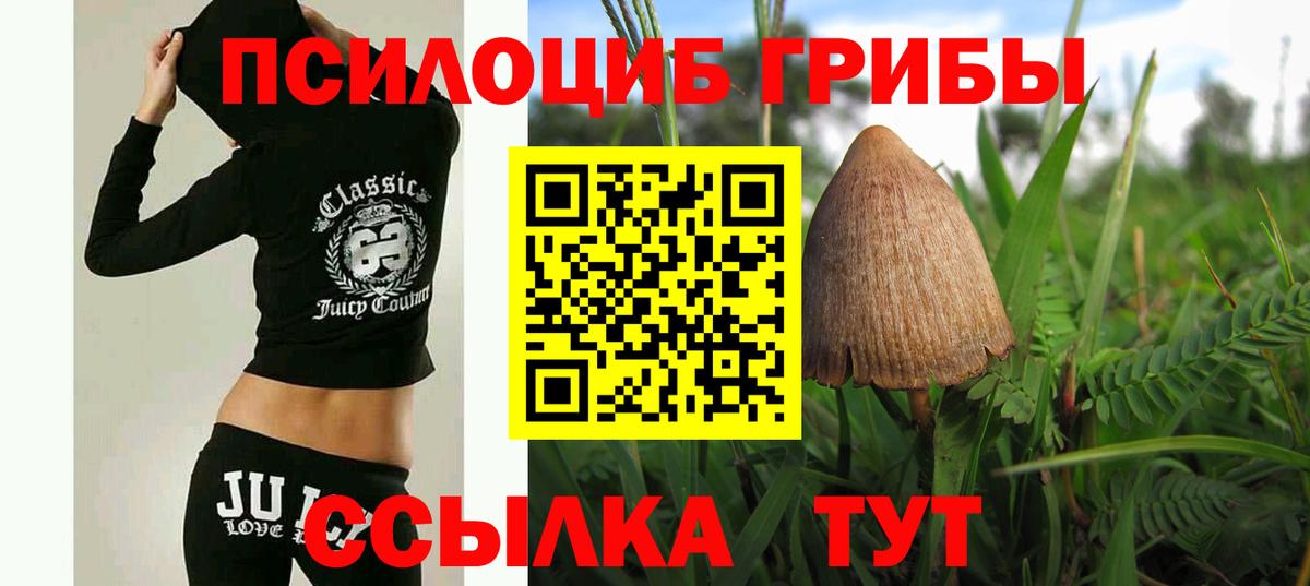Псилоцибиновые грибы Psilocybine cubensis Железногорск