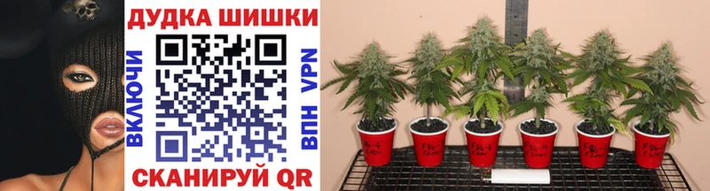 Шишки марихуана индика  наркошоп  Железногорск 